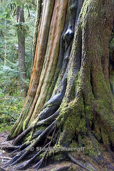 dead cedar trunk 1 graphic